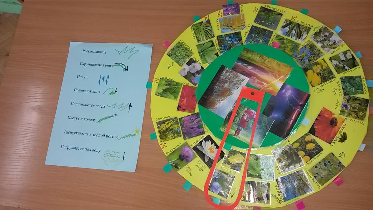 Проект «Природные барометры», для детей подготовительной к школе группы.