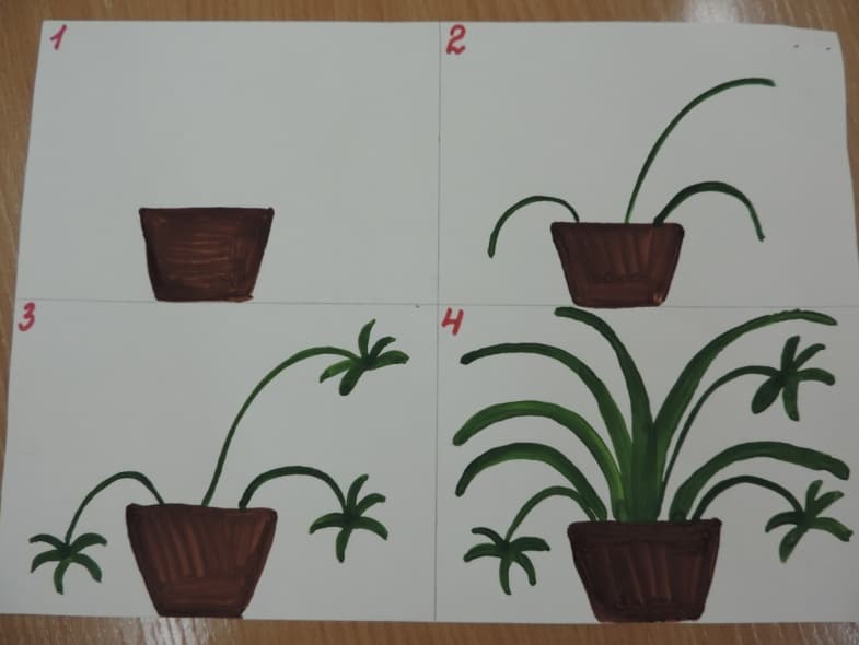 Конспекты уроков комнатными растениями. Рисование в подготовительной группе на тему комнатные растения. Комнатные растения в средней группе хлорофитум. Рисование комнатные цветы в подготовительной группе. Рисование комнатные цветы старшая группа.